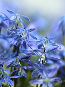 Preview wallpaper scilla, spring, bloom, close-up