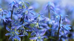 Preview wallpaper scilla, spring, bloom, close-up