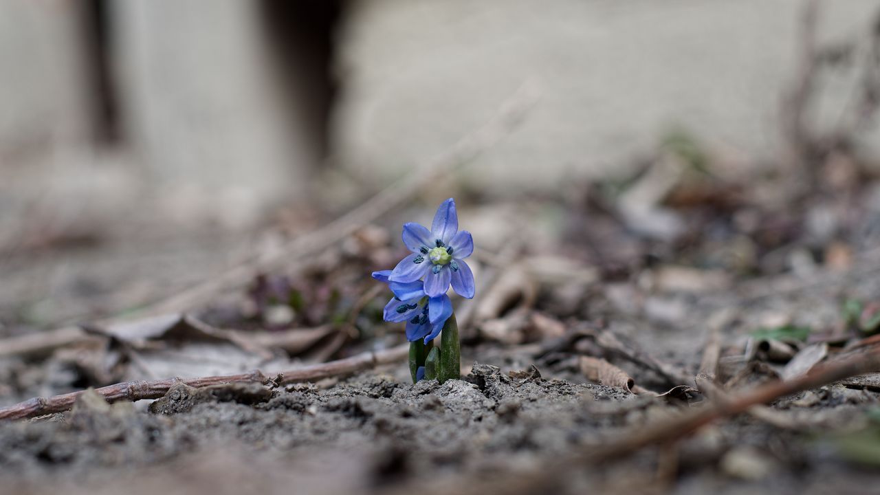 Wallpaper scillas, flowers, petals, spring, blur, macro