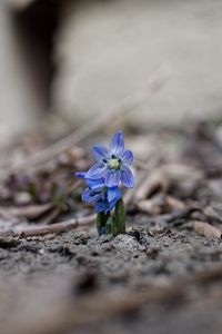 Preview wallpaper scillas, flowers, petals, spring, blur, macro