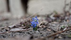 Preview wallpaper scillas, flowers, petals, spring, blur, macro