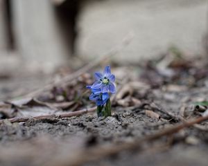 Preview wallpaper scillas, flowers, petals, spring, blur, macro