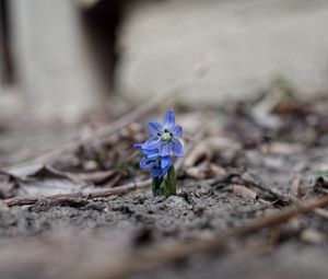 Preview wallpaper scillas, flowers, petals, spring, blur, macro