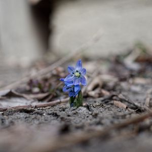 Preview wallpaper scillas, flowers, petals, spring, blur, macro