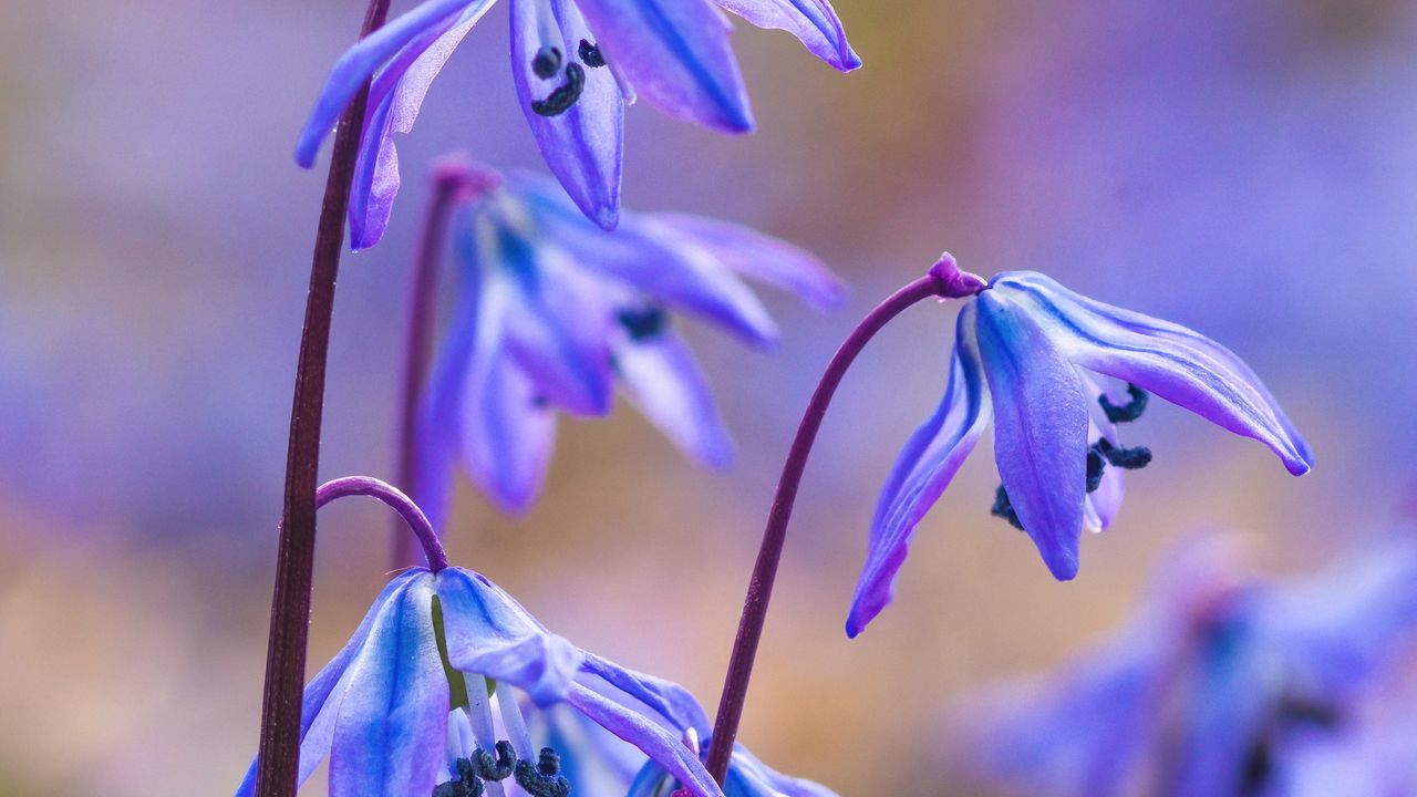 Wallpaper scillas, petals, flowers, spring, blue