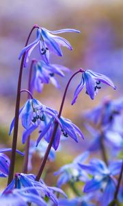 Preview wallpaper scillas, petals, flowers, spring, blue