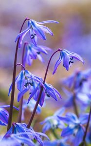 Preview wallpaper scillas, petals, flowers, spring, blue