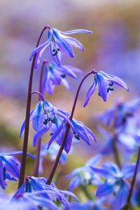 Preview wallpaper scillas, petals, flowers, spring, blue