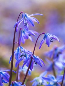 Preview wallpaper scillas, petals, flowers, spring, blue