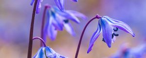 Preview wallpaper scillas, petals, flowers, spring, blue