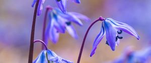 Preview wallpaper scillas, petals, flowers, spring, blue