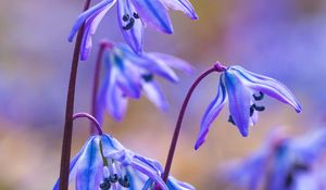 Preview wallpaper scillas, petals, flowers, spring, blue