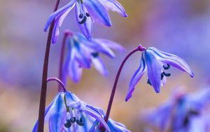 Preview wallpaper scillas, petals, flowers, spring, blue