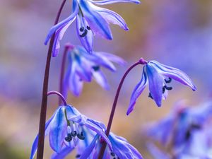 Preview wallpaper scillas, petals, flowers, spring, blue