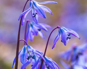 Preview wallpaper scillas, petals, flowers, spring, blue