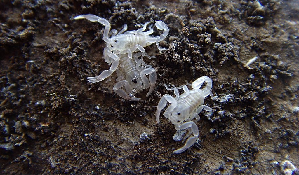 1024x600 Wallpaper scorpion, color, light, crawl