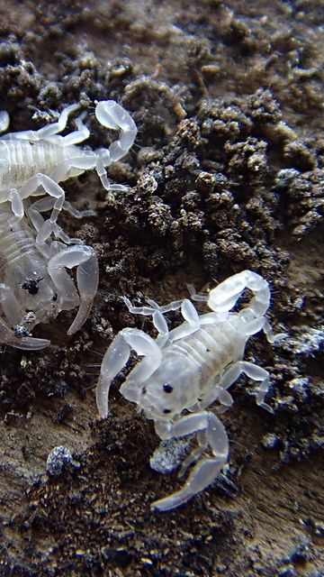 360x640 Wallpaper scorpion, color, light, crawl