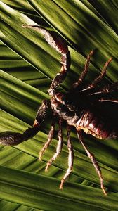 Preview wallpaper scorpion, leaves, plants, claws, legs, tail