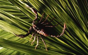 Preview wallpaper scorpion, leaves, plants, claws, legs, tail