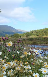 Preview wallpaper scotland, mountain, river, grass, daisies