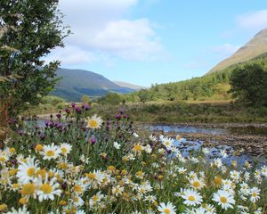 Preview wallpaper scotland, mountain, river, grass, daisies