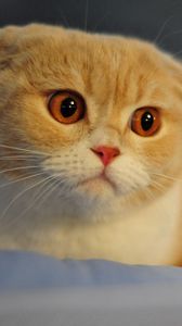Preview wallpaper scottish fold, cat, breed, macro, face, nose, eyes, ears