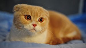 Preview wallpaper scottish fold, cat, breed, macro, face, nose, eyes, ears