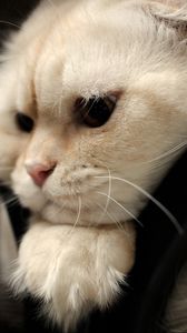 Preview wallpaper scottish fold, cat, face, fat