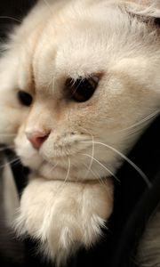 Preview wallpaper scottish fold, cat, face, fat