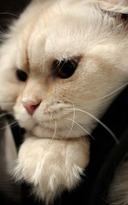 Preview wallpaper scottish fold, cat, face, fat