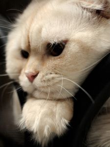 Preview wallpaper scottish fold, cat, face, fat