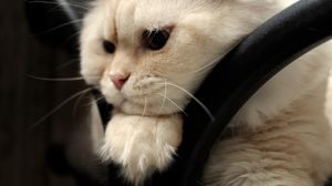 Preview wallpaper scottish fold, cat, face, fat