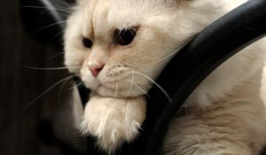 Preview wallpaper scottish fold, cat, face, fat