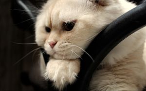 Preview wallpaper scottish fold, cat, face, fat