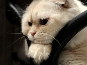 Preview wallpaper scottish fold, cat, face, fat