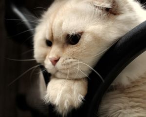 Preview wallpaper scottish fold, cat, face, fat