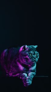 Preview wallpaper scottish fold, cat, gray, pet, neon