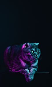 Preview wallpaper scottish fold, cat, gray, pet, neon