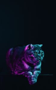 Preview wallpaper scottish fold, cat, gray, pet, neon