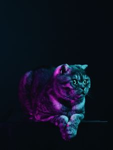 Preview wallpaper scottish fold, cat, gray, pet, neon