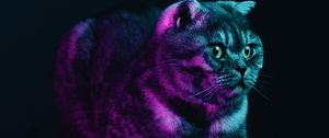 Preview wallpaper scottish fold, cat, gray, pet, neon