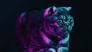 Preview wallpaper scottish fold, cat, gray, pet, neon