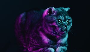 Preview wallpaper scottish fold, cat, gray, pet, neon