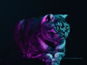 Preview wallpaper scottish fold, cat, gray, pet, neon