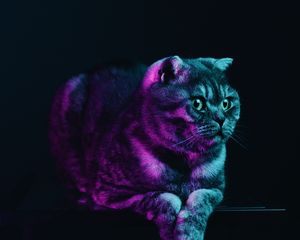 Preview wallpaper scottish fold, cat, gray, pet, neon