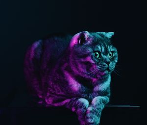 Preview wallpaper scottish fold, cat, gray, pet, neon