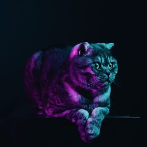 Preview wallpaper scottish fold, cat, gray, pet, neon