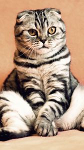 Preview wallpaper scottish fold, cat, sitting, cool, funny