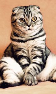 Preview wallpaper scottish fold, cat, sitting, cool, funny