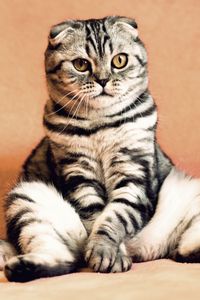 Preview wallpaper scottish fold, cat, sitting, cool, funny